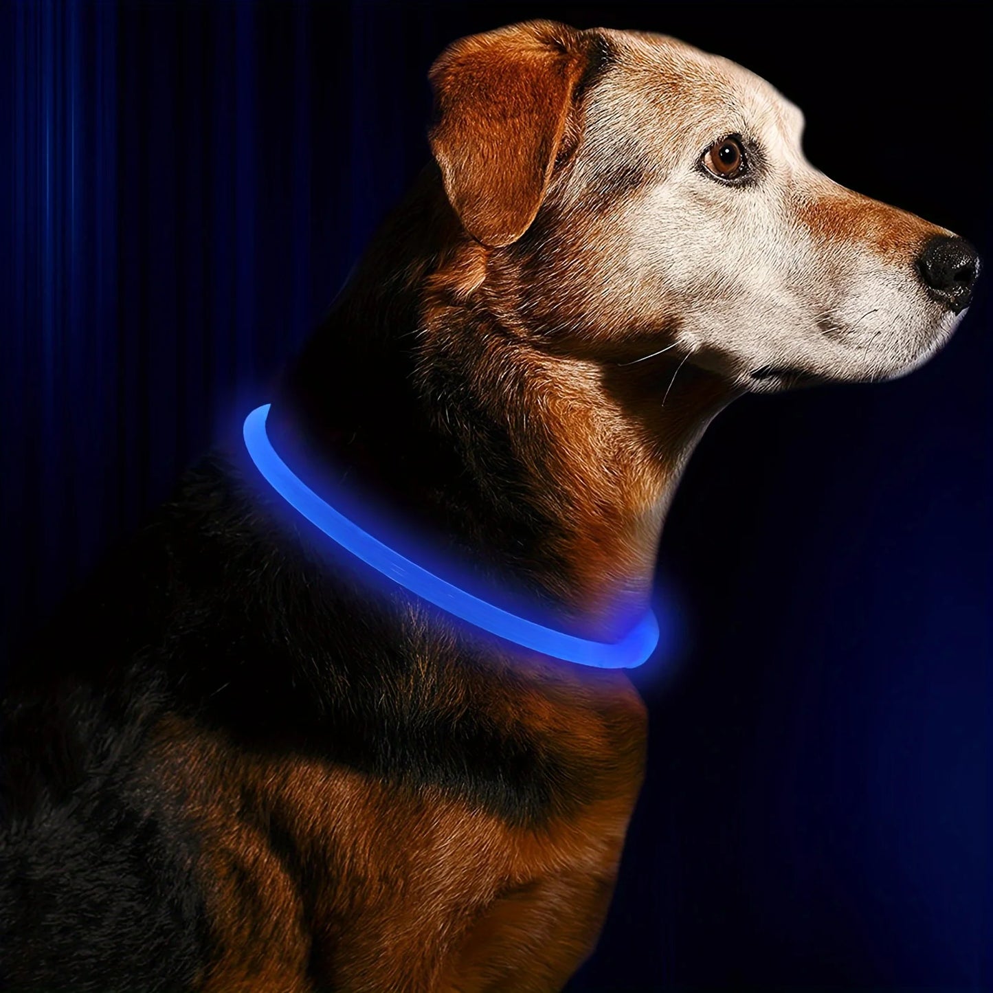 LED Light-Up Dog Collar — USB Rechargeable & Anti-Lost