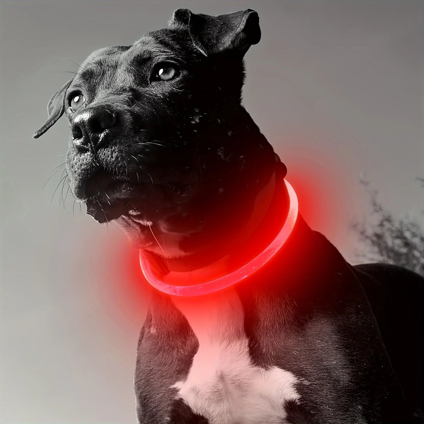 LED Light-Up Dog Collar — USB Rechargeable & Anti-Lost